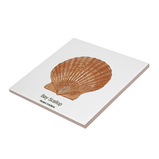 Bay Scallop Shell Tegeltje (Zijkant)