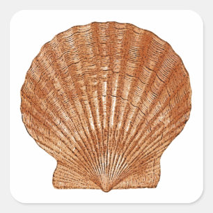 Bay Scallop Shell Vierkante Sticker