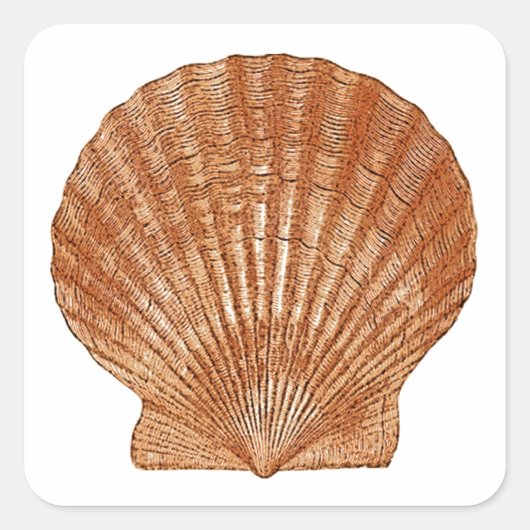 Bay Scallop Shell Vierkante Sticker (Voorkant)