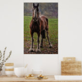 Bay Shire Draft Horse England, Verenigd Koninkrijk Poster (Keuken)