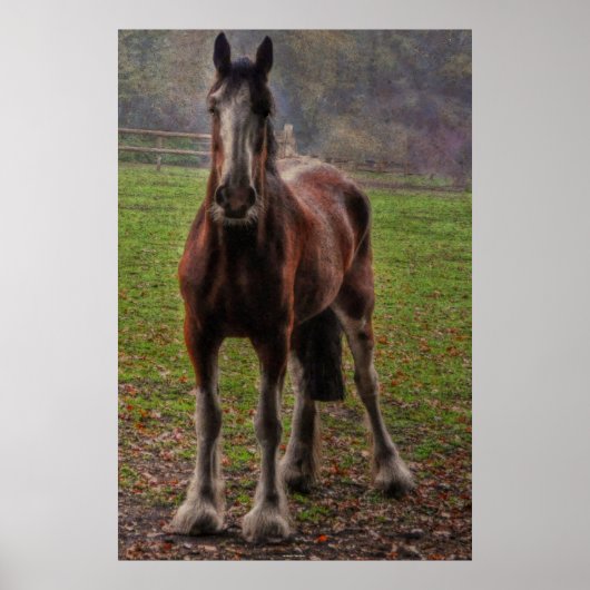 Bay Shire Draft Horse England, Verenigd Koninkrijk Poster (Voorkant)