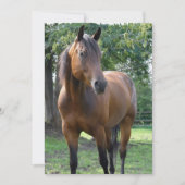 Bay Thoroughbred Horse Invitation Kaart (Voorkant)