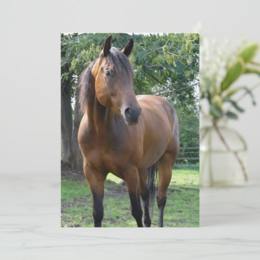 Bay Thoroughbred Horse Invitation Kaart (Staand voorkant)
