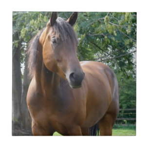 Bay Thoroughbred Horse Tile Tegeltje