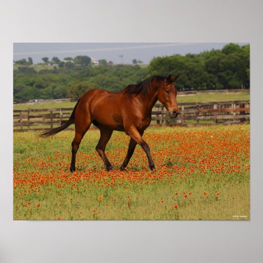 Bay Thoroughbred Horse Walking Flowers Poster (Voorkant)