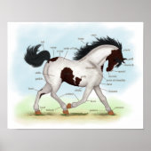 Bay Tobiano Pinto Horse Equestrian Anatomic Poster (Voorkant)