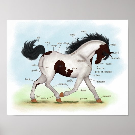 Bay Tobiano Pinto Horse Equestrian Anatomic Poster (Voorkant)