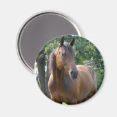 Bay Volbloed Paard Ronde Magneet (Voorkant / Achterkant)