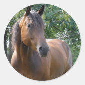 Bay Volbloed Paard Sticker (Voorkant)