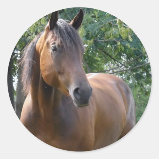 Bay Volbloed Paard Sticker (Voorkant)
