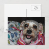 "Bayleigh" Dog Briefkaart (Voorkant / Achterkant)