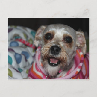 "Bayleigh" Dog Briefkaart
