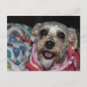 "Bayleigh" Dog Briefkaart (Voorkant)