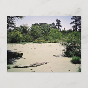 Bayou (moeras), Louisiana, Verenigde Staten van Am Briefkaart