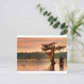Bayou Sunset 5769 Briefkaart (Staand voorkant)