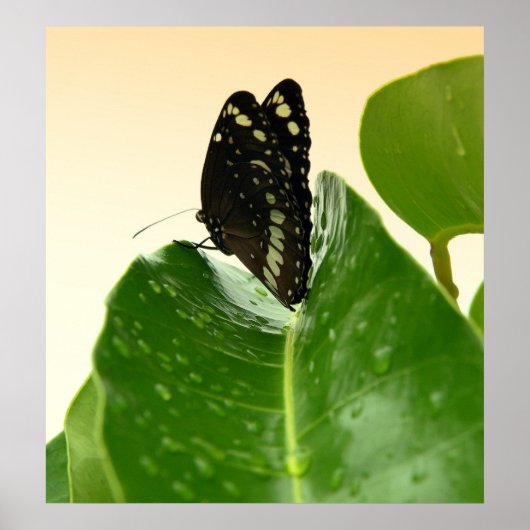 bb fli 2 poster (Voorkant)