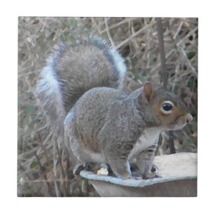 BB- Funny Squirrel Photography Tile Tegeltje