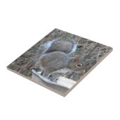 BB- Funny Squirrel Photography Tile Tegeltje (Zijkant)