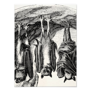  BBT 1800 vliegende biet Foto Afdruk