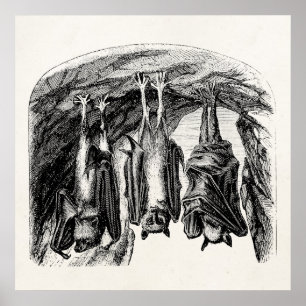  BBT 1800 vliegende biet Poster