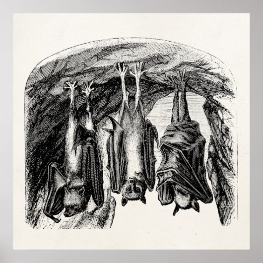  BBT 1800 vliegende biet Poster (Voorkant)