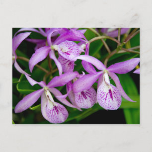BC Maikai "Louise" Orchids Uitnodiging Briefkaart
