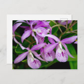BC Maikai "Louise" Orchids Uitnodiging Briefkaart (Voorkant / Achterkant)