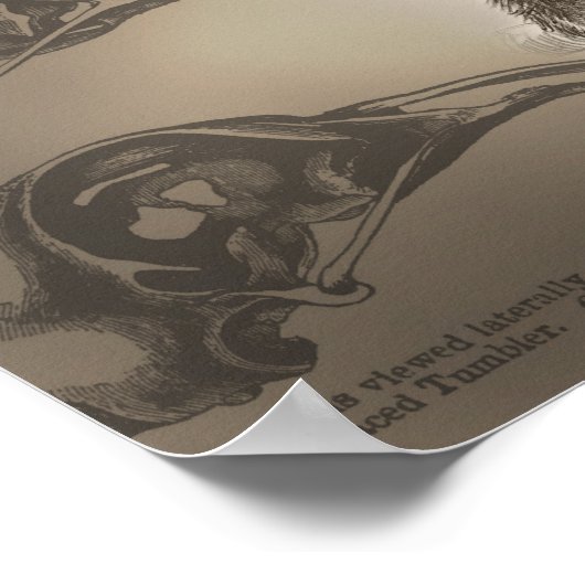 Be Charles Darwin Poster (Hoek)