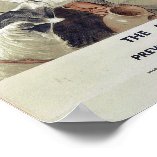 Be Kind to Animals-Cats Poster (Hoek)