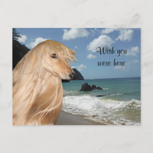 Beach afghan hond briefkaart