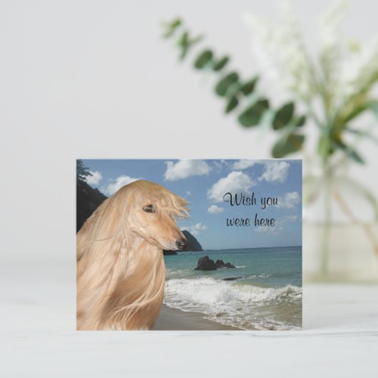 Beach afghan hond briefkaart (Staand voorkant)