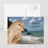 Beach afghan hond briefkaart (Voorkant / Achterkant)