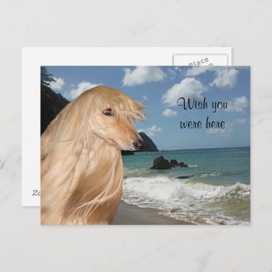 Beach afghan hond briefkaart (Voorkant / Achterkant)