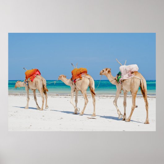 Beach Animals Poster (Voorkant)