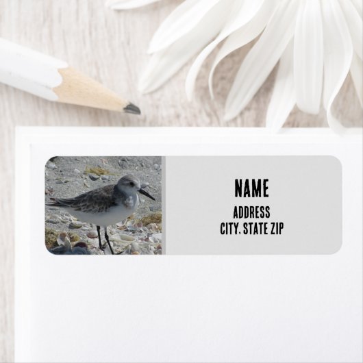 Beach Bird Natuur Foto Gray Coastal Animal Etiket (Insitu)