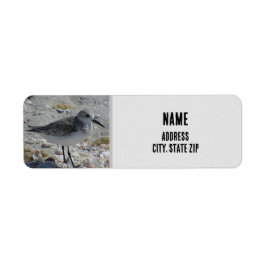 Beach Bird Natuur Foto Gray Coastal Animal Etiket