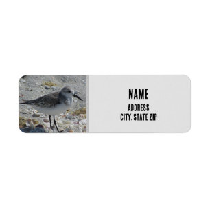 Beach Bird Natuur Foto Gray Coastal Animal Etiket