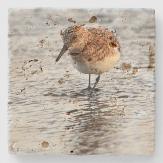 Beach Bird Photo Stone Coaster Stenen Onderzetter (Voorkant)