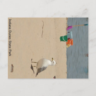Beach Birdie Briefkaart