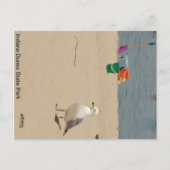 Beach Birdie Briefkaart (Voorkant)