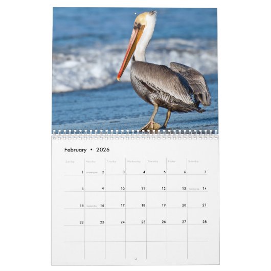 Beach Birds fotografie Kalender (Feb 2026)
