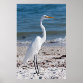 Beach-bum Heron Poster (Voorkant)