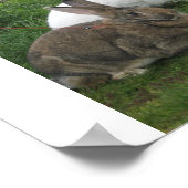 Beach Bunnies Poster (Hoek)