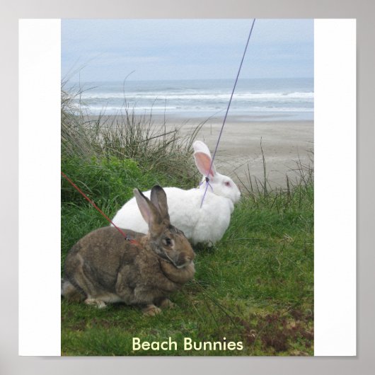 Beach Bunnies Poster (Voorkant)