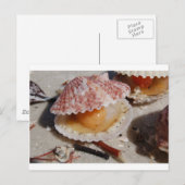 Beach Clam Briefkaart (Voorkant / Achterkant)