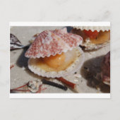 Beach Clam Briefkaart (Voorkant)