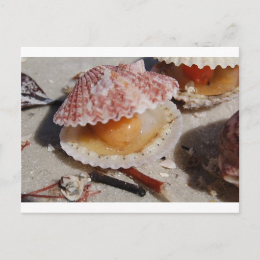 Beach Clam Briefkaart (Voorkant)