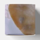 Beach Clams Wedding Bedankdoosjes (Bovenkant)