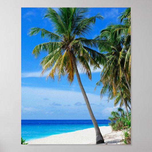 Beach Coconut Tree Poster (Voorkant)