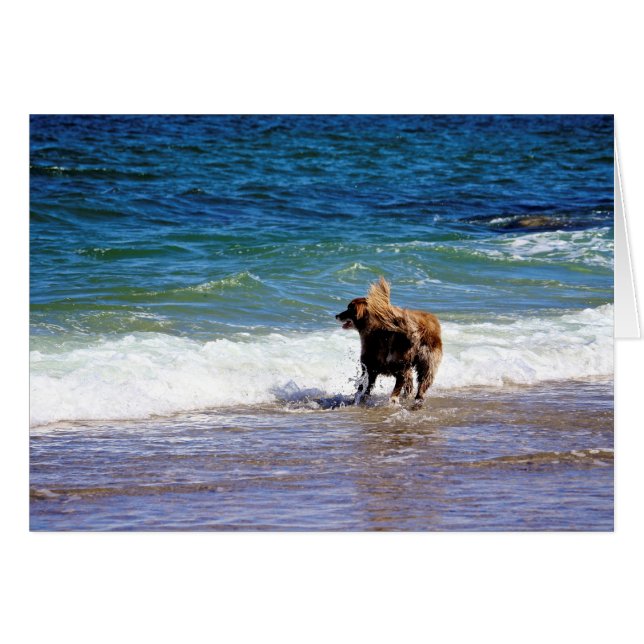 Beach Dog (Voorkant Horizontaal)